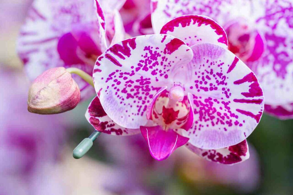 Come innaffiare le orchidee